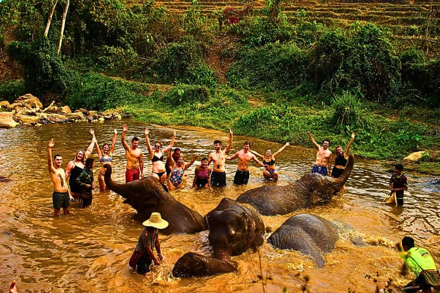 Un maestoso elefante che passeggia libero in un santuario etico a Chiang Mai.